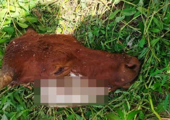 Cuatreros y carniceros: la cabeza de una vaca estaba "plantada", sin orejas y sin marcas