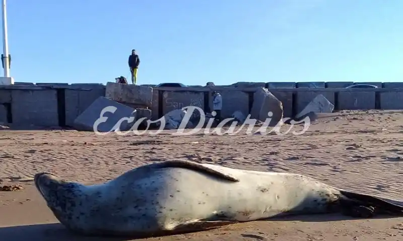 Una visita poco frecuente en el asentamiento de los lobos