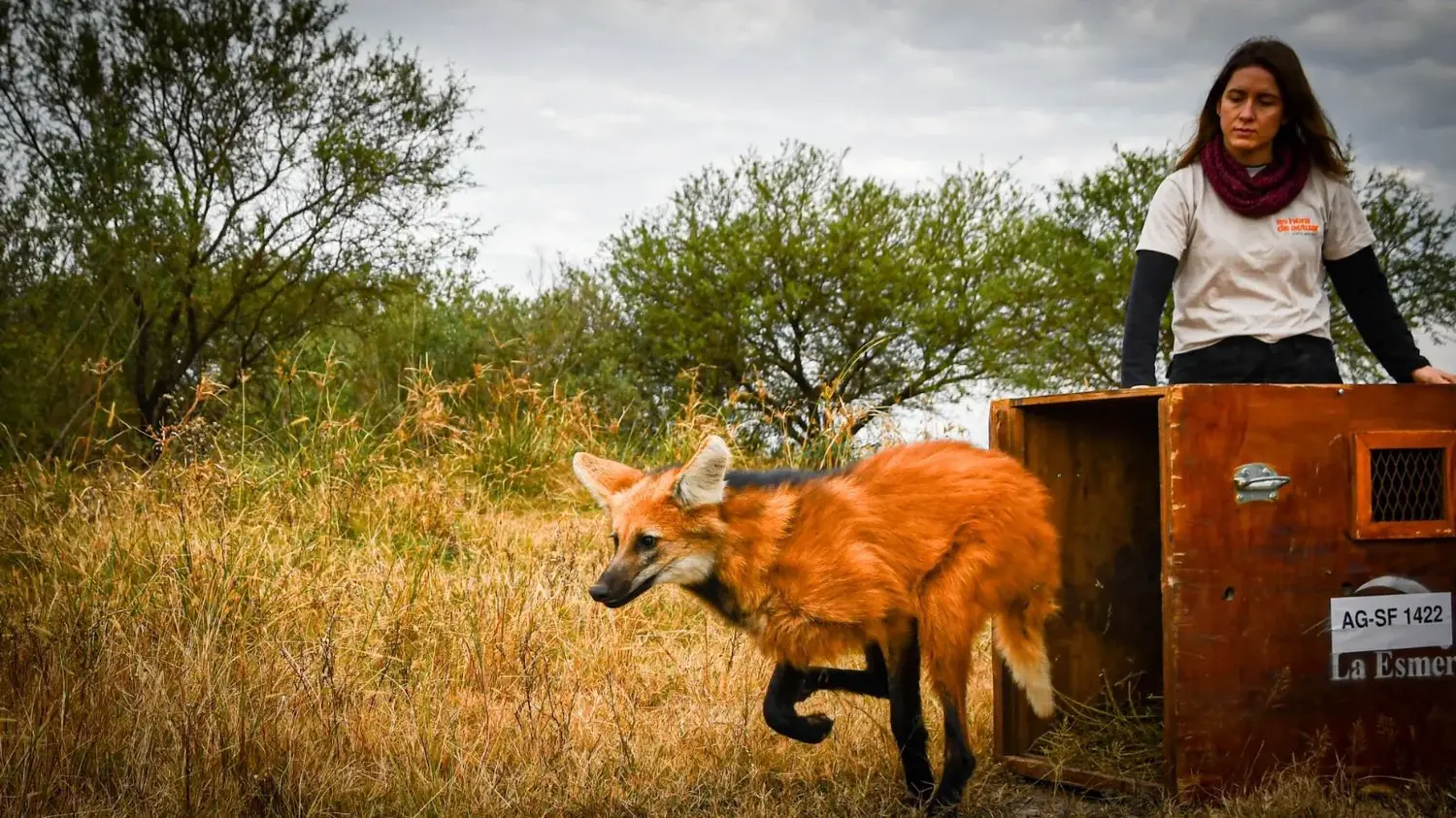 Hito de conservación: tras ser rehabilitados en La Esmeralda, liberan ejemplares emblemáticos de la fauna santafesina