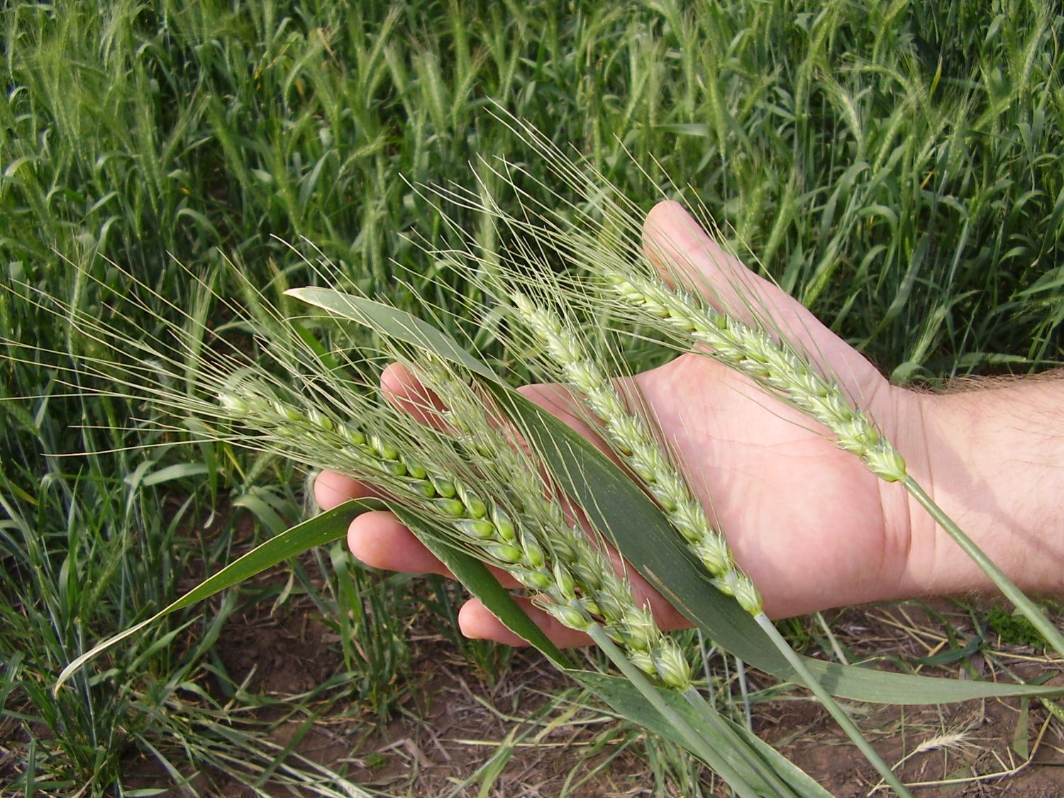 Tres señales sobre el futuro de la agricultura