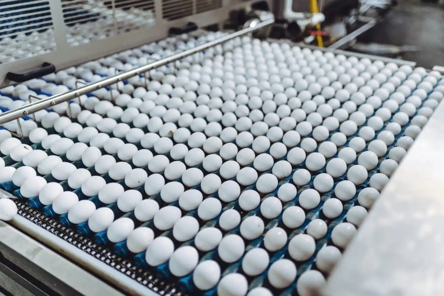 Productores avícolas sellan una alianza para exportar huevo en polvo y ganar presencia internacional