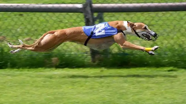 El Gobierno promulgó la ley que prohíbe las carreras de galgos