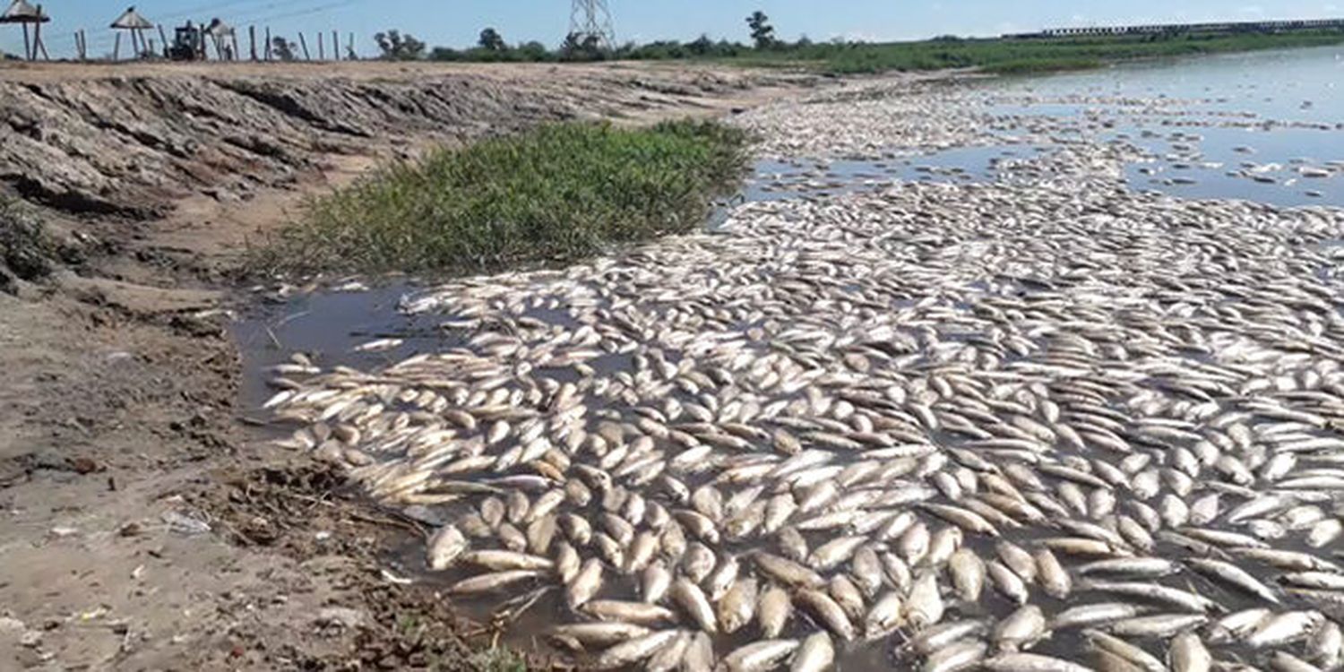 Mortandad de peces: “La principal hipótesis es la falta de oxígeno”