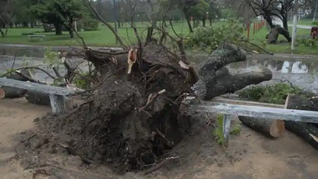 El fuerte temporal ocasionó voladuras de techos y árboles caídos en Victoria