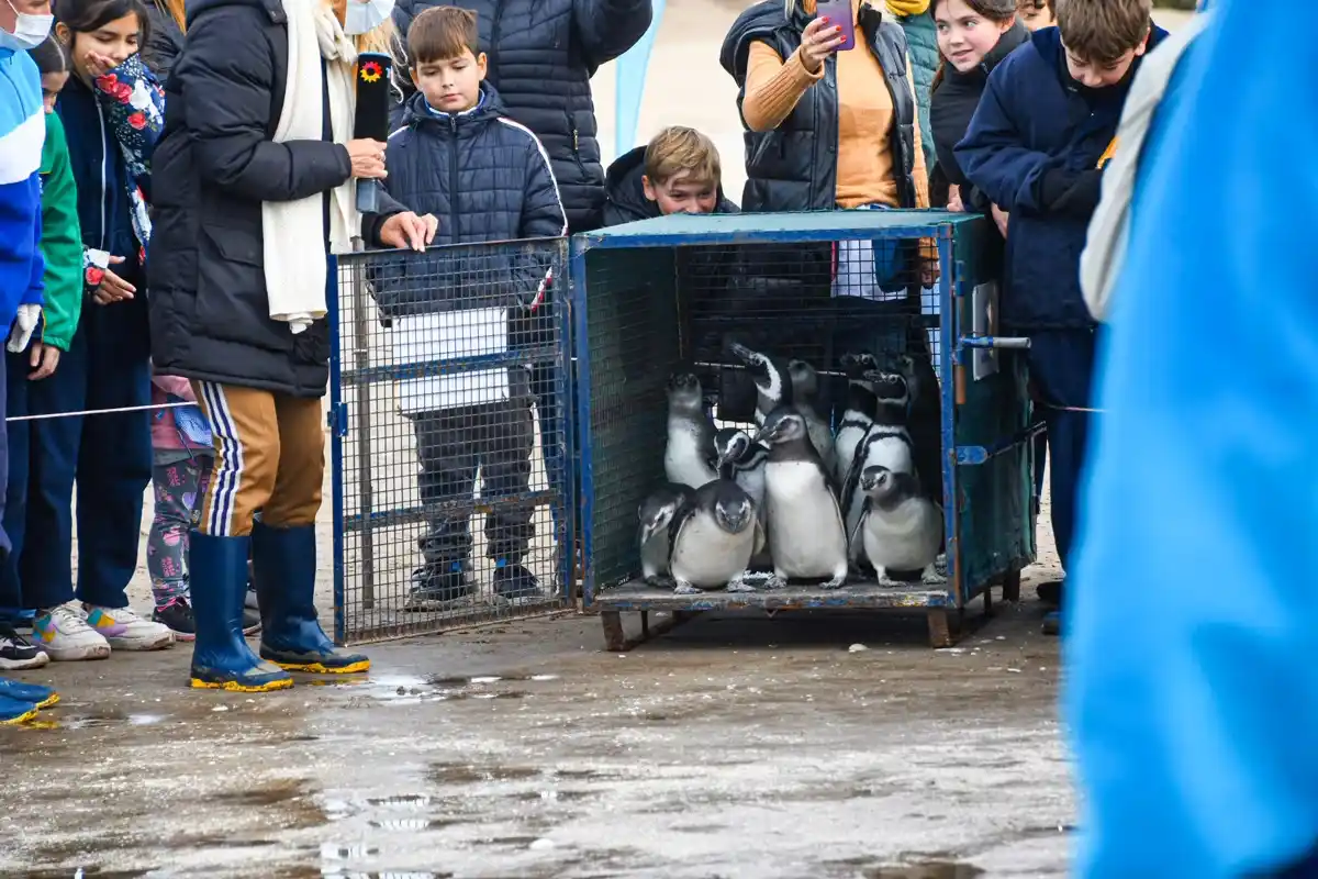 Rescataron y devolvieron al mar a 11 pingüinos en la zona de San Clemente del Tuyú