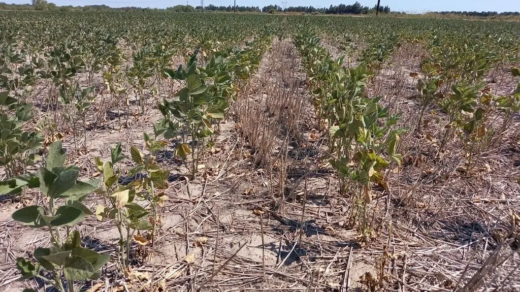 Extienden hasta el 31 de agosto la emergencia agropecuaria