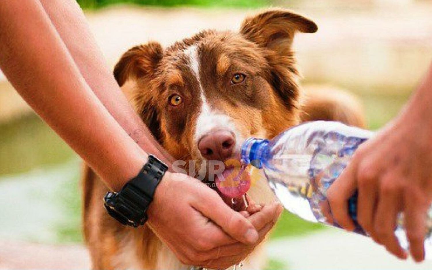 Cómo prevenir el golpe de calor en perros y gatos 