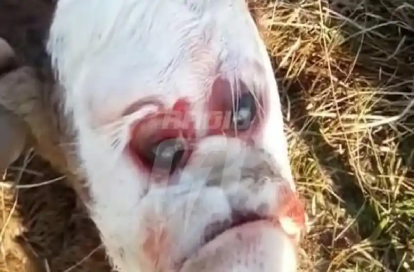 Conmoción en Villa Ana: nació un ternero con cara de ser humano