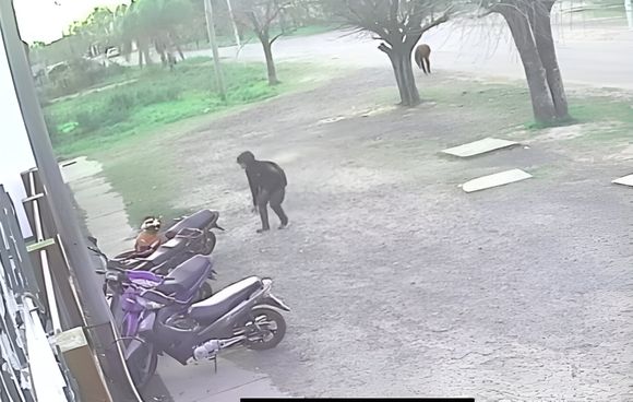Así se llevaron una moto de la escuela 10: la policía detuvo a dos jóvenes cuando la desarmaban