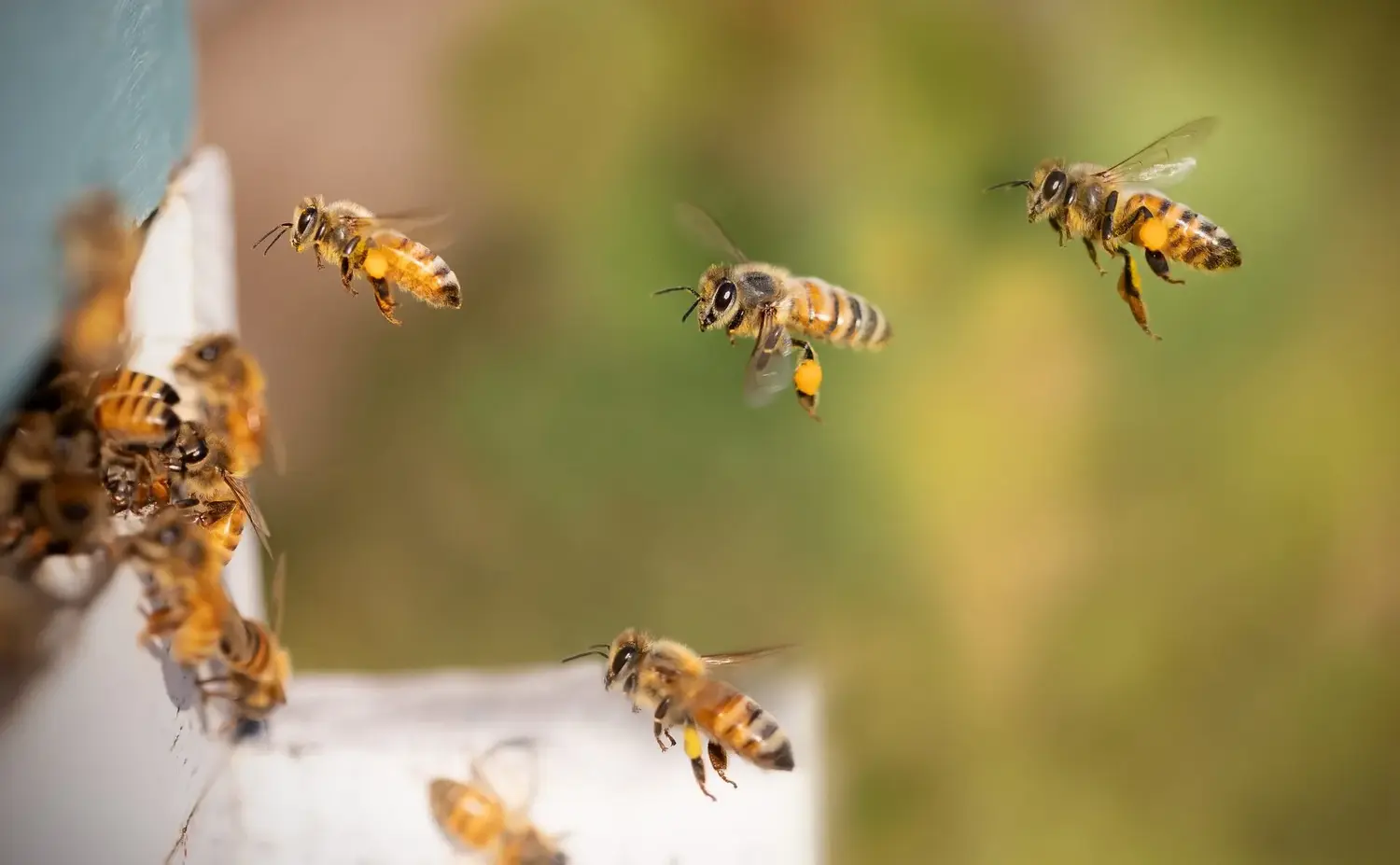 Un hombre permanece internado tras ser atacado por un enjambre de abejas en el norte santafesino