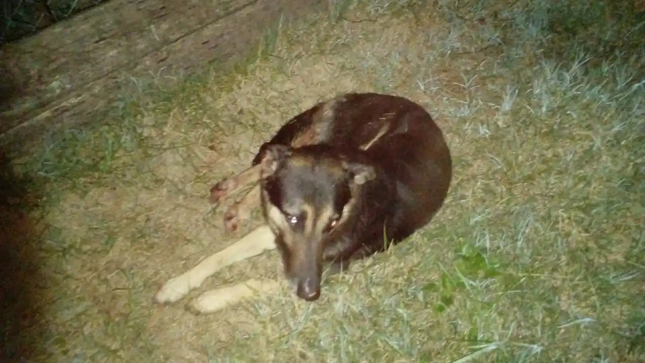 Le pegó un tiro al perro de una vecina