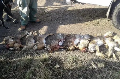 La Provincia realiza operativos para detectar cazadores furtivos