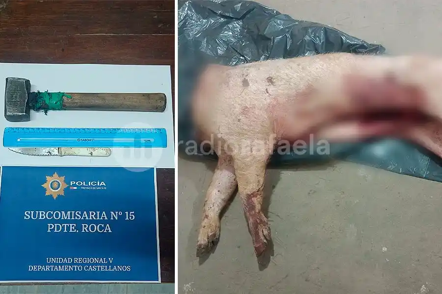 Dos rafaelinos atraparon a un cerdo, lo faenaron, intentaron escapar, pero terminaron detenidos