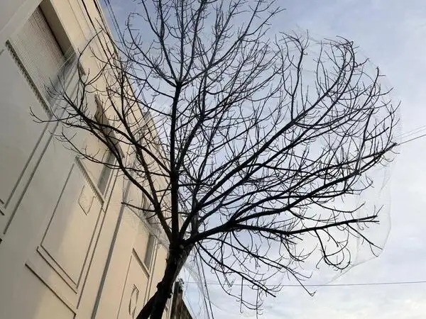 Finalizaron las tareas de colocación de redes sobre árboles ubicados en calle Güemes
