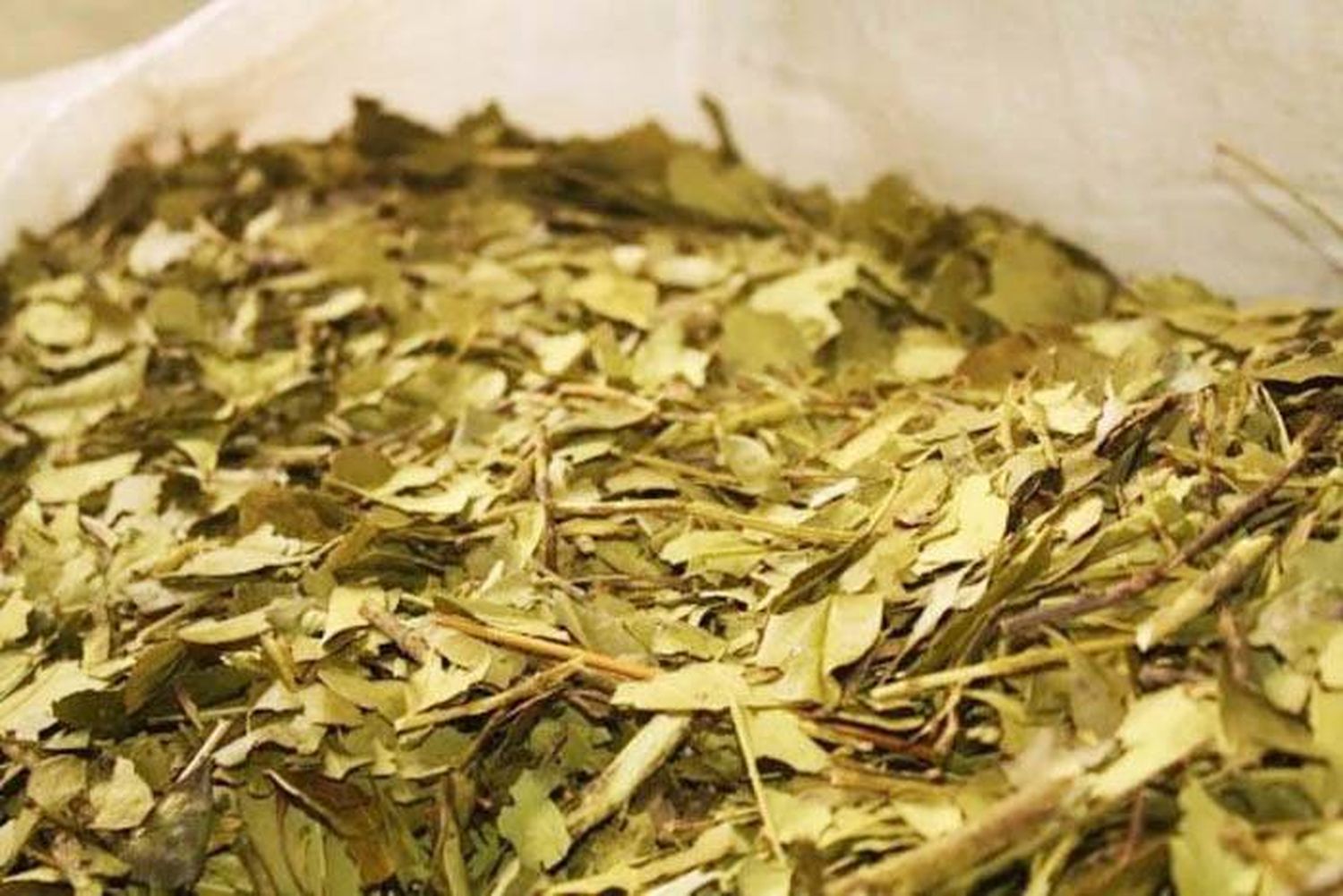 Yerba Mate: los impuestos explican el 39,3% de su precio en góndola, según CAME