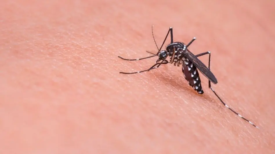 Se espera la llegada de una nube de mosquitos a Mar del Plata