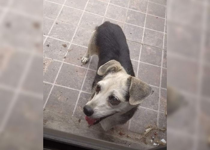 Yanina busca al dueño de esta perrita