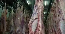 Aumentó casi un 20% la faena bovina de octubre en relación al año anterior