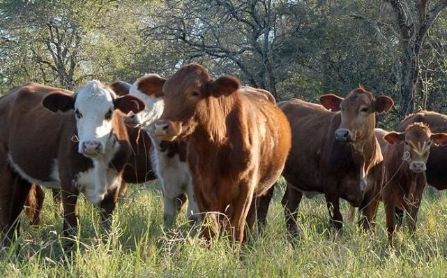 Stock ganadero: la recuperación tendrá que esperar
