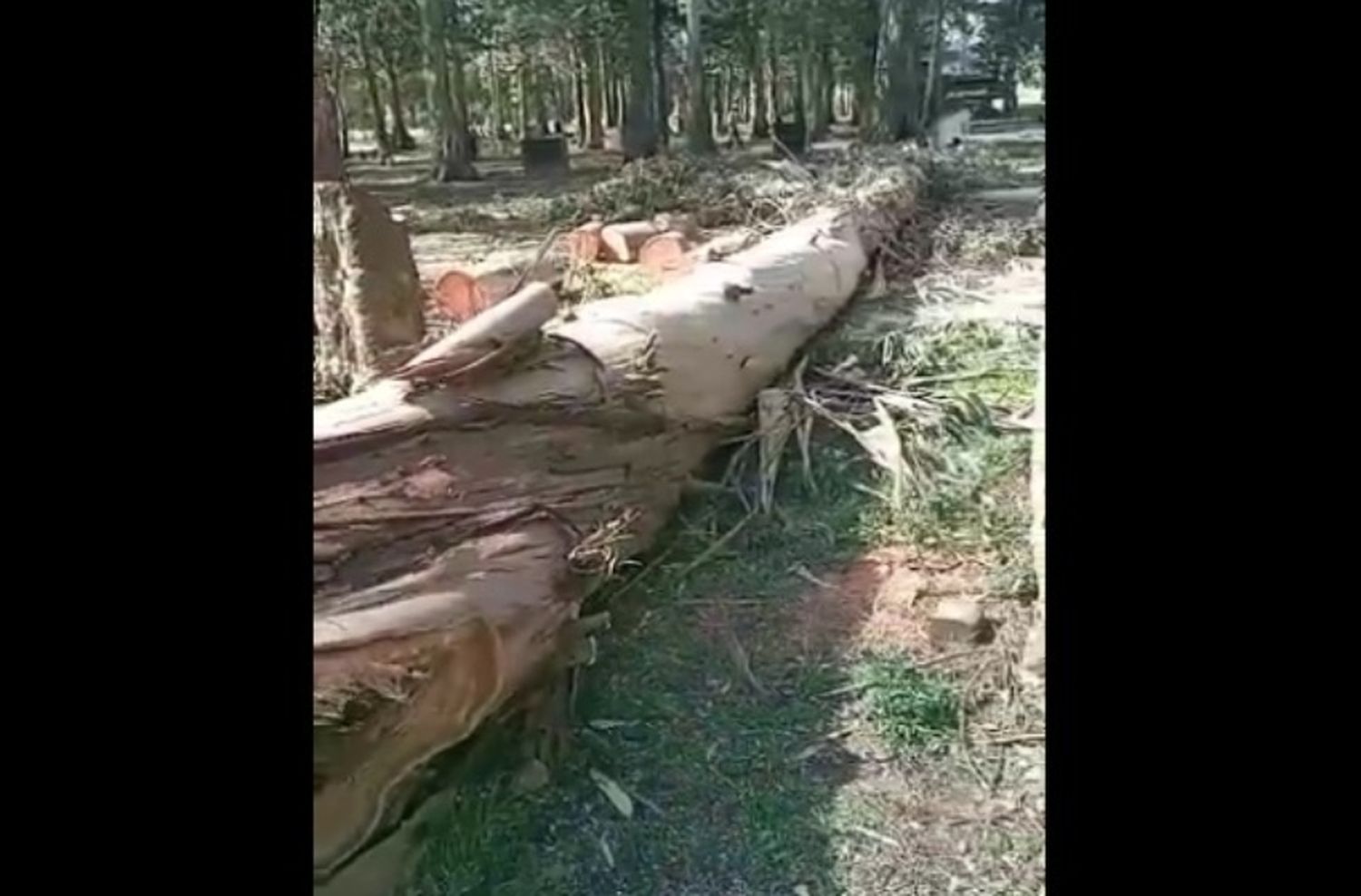 Video: el Parque Camet amaneció con menos árboles