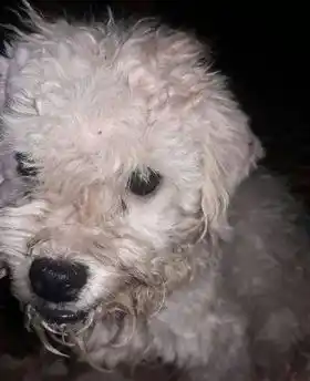 Se perdió Yago