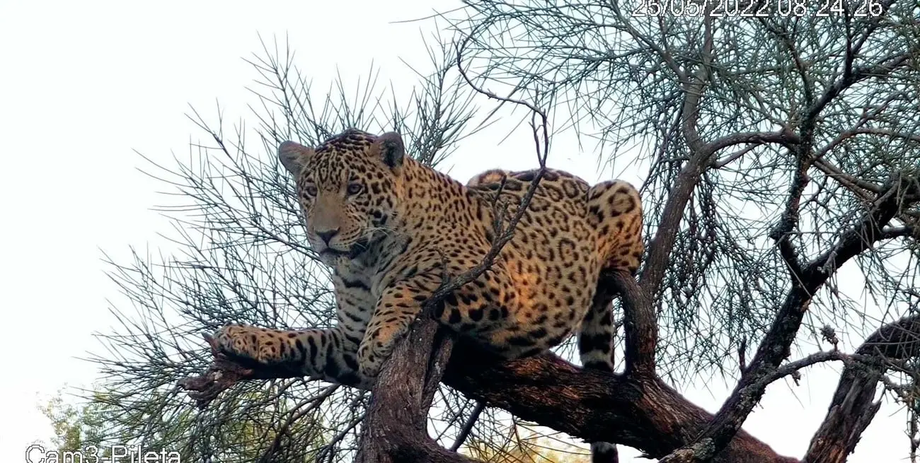 Takajay, un yaguareté nacido en El Impenetrable, fue liberado en el parque Iberá