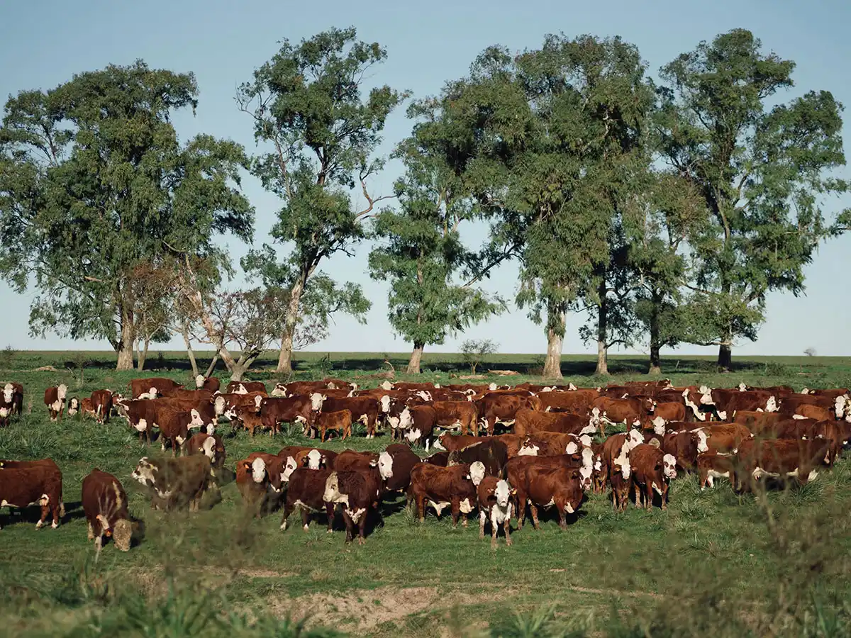 ganaderia cria