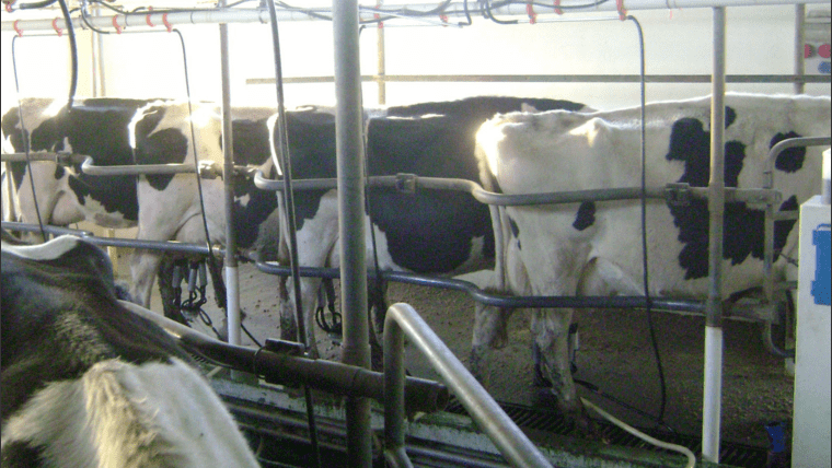 Bienestar animal: entre cuestionamientos éticos y económicos