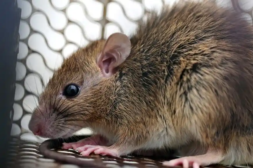 El Boletín Epidemiológico Nacional confirmó 23 casos