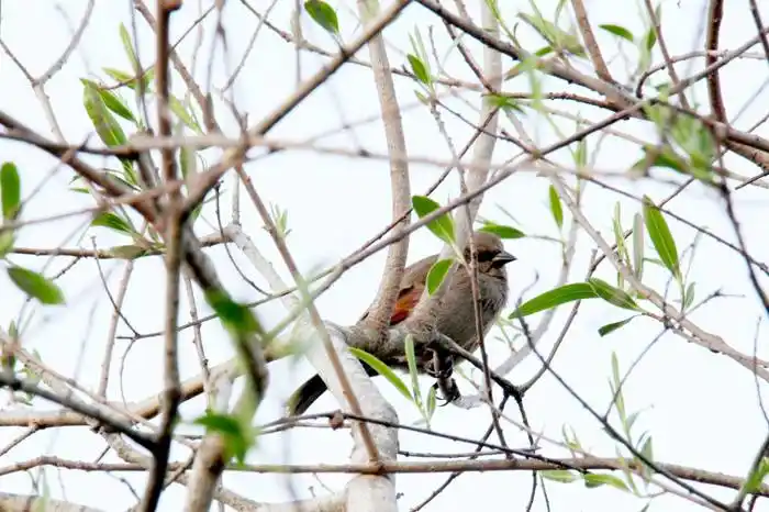 El Avistaje de Aves, en el ciclo de charlas de Salto Grande