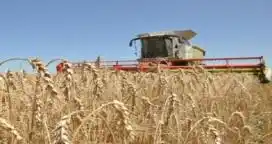 Se inició la Cosecha de Granos Finos de la Campaña 2018/19