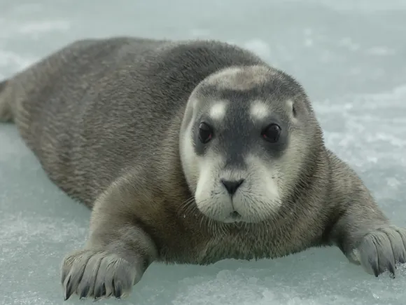 Focas árticas están más cerca de extinción por el cambio climático