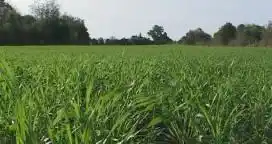 El INTA destacó el potencial de crecimiento del trigo 2016/17