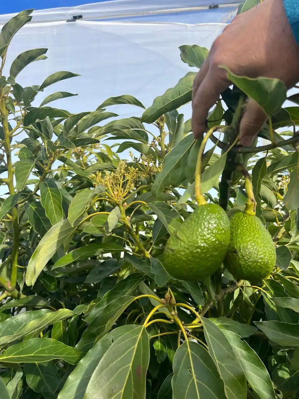 palta - 1