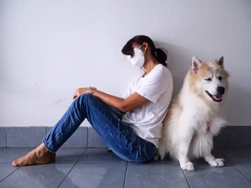 Investigan si los animales domésticos pueden contagiarse y transmitir el coronavirus