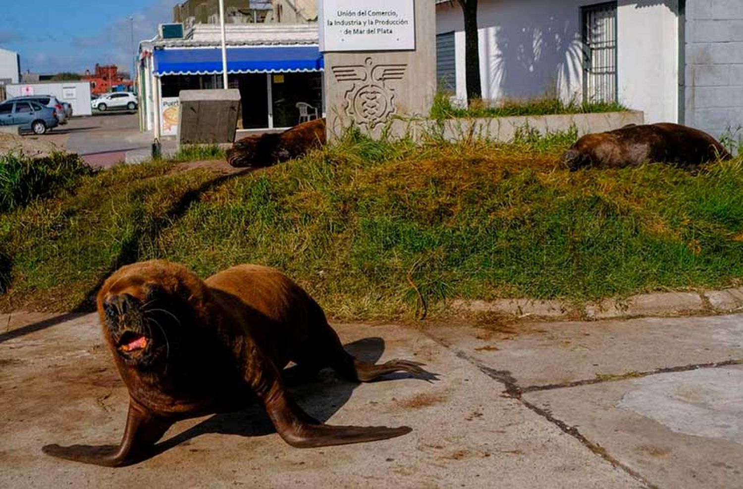 Cuarentena "salvaje": uno por uno, los animales que ganaron las calles