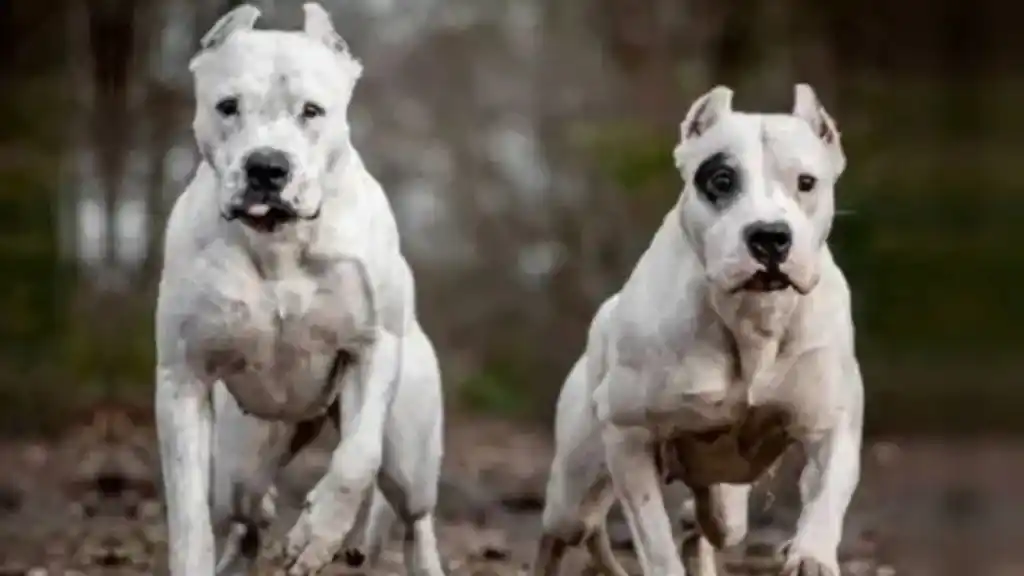 Dos dogos atacaron a una mujer de 37 años en el interior de Córdoba.