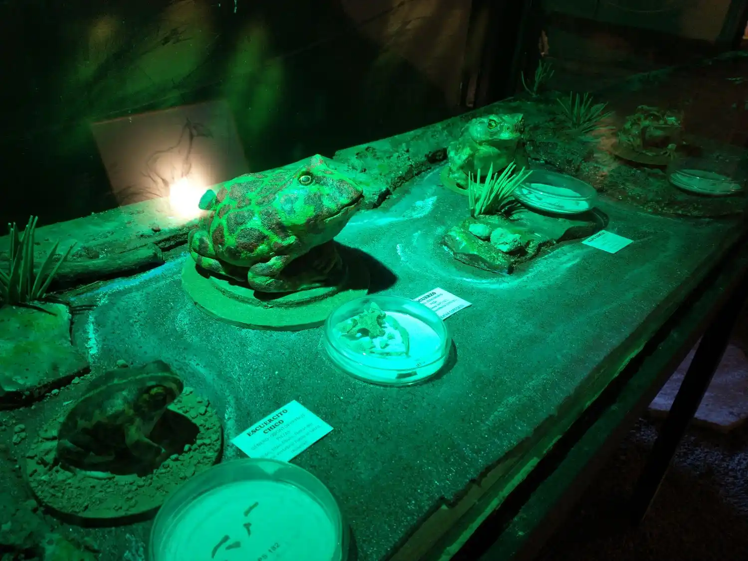 El Grupo Conservacionista de Fósiles, del Museo de San Pedro, recuperó estas piezas