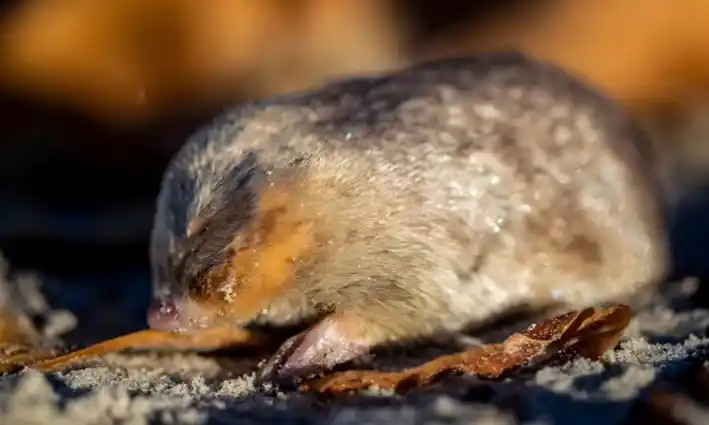 Los topos dorados desempeñan un papel crucial en los ecosistemas subterráneos.