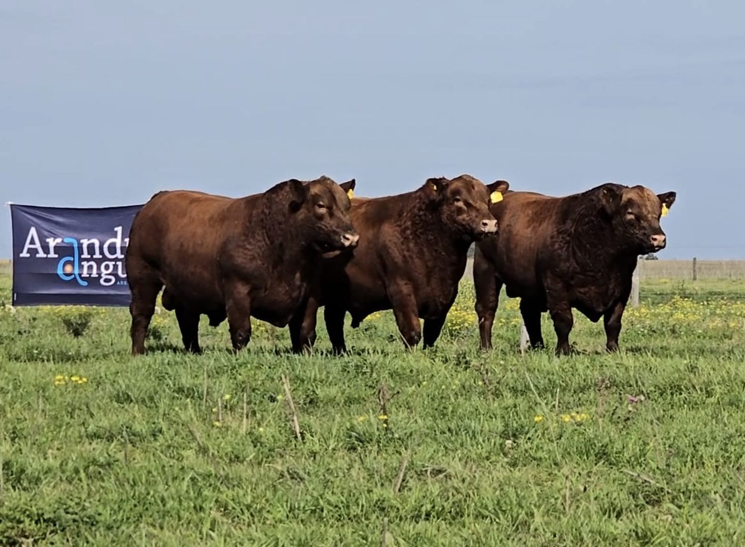 Los Angus de la región invaden la arena de Palermo