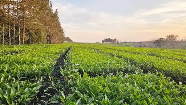 El primer té argentino con baja huella de carbono
