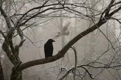 Nevermore