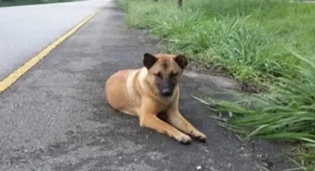 Atropelló un perro y lo abandonó: Deberá donar 3 mil pesos y gastos veterinarios 