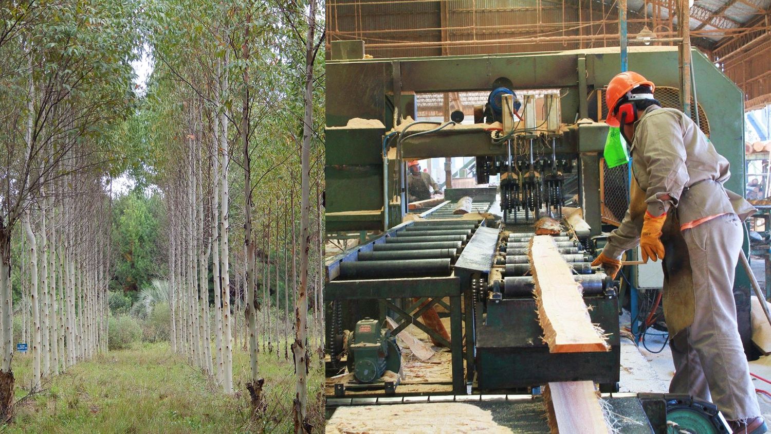 Entidades empresarias conformaron el Consejo Foresto Industrial Argentino