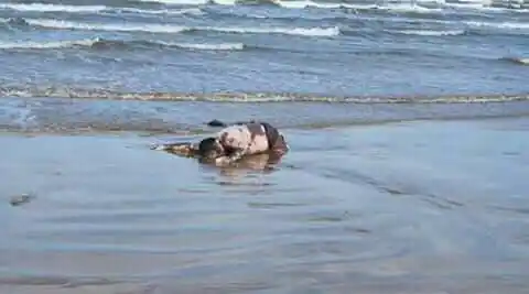 Investigan hallazgos de cadáveres en playas de Falcón