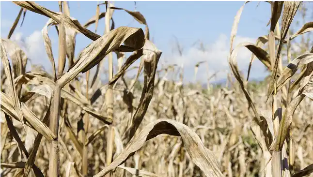 Formalizan emergencia agropecuaria para trece distritos del interior