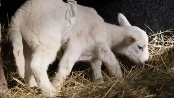 ¡SANTAS ESCRITURAS PRESAGIAN COSAS MÁS SORPRENDENTES! Cordero de seis patas nació en una granja