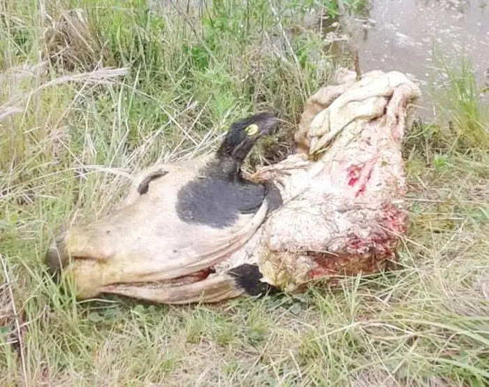 Faena clandestina y robo de carne en los campos de la zona