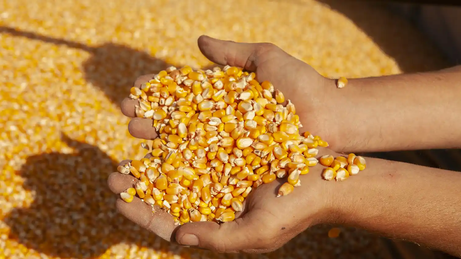 Sacan un requisito engorroso que debían cumplir los productores