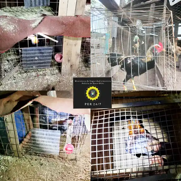 Desmantelaron una red de riñas de gallos